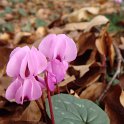 Cyclamen coum fleur